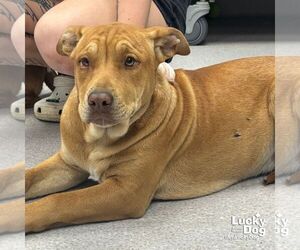 Mastiff-Retriever Mix Dogs for adoption in Washington, DC, USA