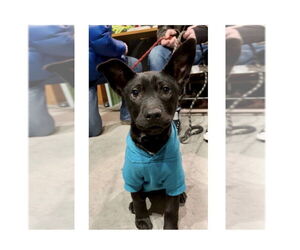 Labrador Retriever-Unknown Mix Dogs for adoption in Mooresville, NC, USA