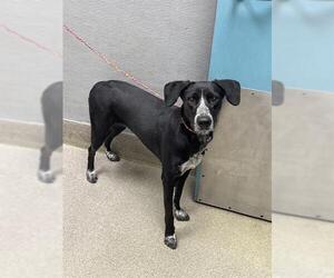 German Shorthaired Pointer-Unknown Mix Dogs for adoption in Las Vegas, NV, USA