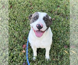 Catahoula Leopard Dog-Unknown Mix Dogs for adoption in Shreveport, LA, USA