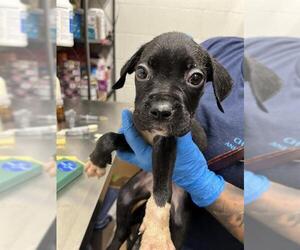 Boxer-Unknown Mix Dogs for adoption in Chula Vista, CA, USA