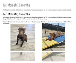 Mutt Dogs for adoption in Martinsburg, WV, USA