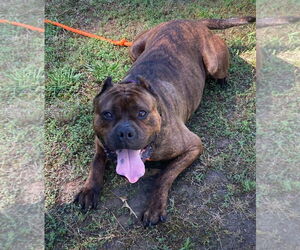 Bullmastiff-Staffordshire Bull Terrier Mix Dogs for adoption in Spotsylvania, VA, USA