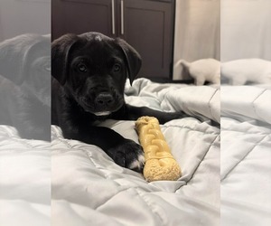 Labrador Retriever-Unknown Mix Dogs for adoption in Holly Springs, NC, USA