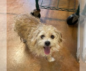 Maltipoo Dogs for adoption in Bolivar, MO, USA