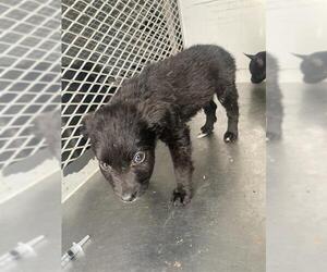 American Pit Bull Terrier Dogs for adoption in Bakersfield, CA, USA