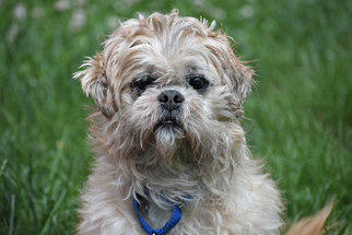 Shih Apso Dogs for adoption in Spring Lake, NJ, USA