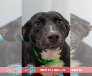 Basset Hound-Unknown Mix Dogs for adoption in Mobile, AL, USA