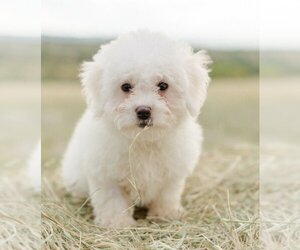 Bichon Frise Dogs for adoption in Lakewood, CO, USA