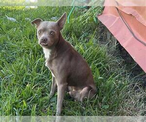 Chihuahua Dogs for adoption in Houston, TX, USA