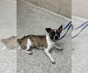 Mutt Dogs for adoption in Conroe, TX, USA