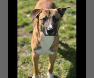 Labrador Retriever-Unknown Mix Dogs for adoption in Conroe, TX, USA