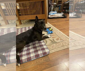 Mutt Dogs for adoption in Anchorage, AK, USA