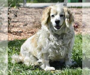Cocker Spaniel Dogs for adoption in Palo Alto, CA, USA