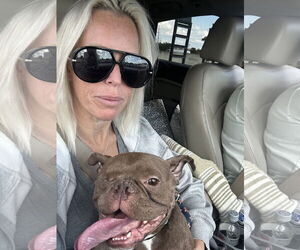 Free-Lance Bulldog Dogs for adoption in Lighthouse Point, FL, USA