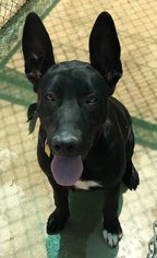 Doberman Pinscher Dogs for adoption in Apple Valley, CA, USA