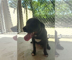 Bull Terrier-Labrador Retriever Mix Dogs for adoption in Leavenworth, KS, USA