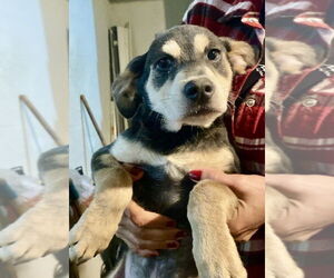 Labrador Retriever-Unknown Mix Dogs for adoption in San Diego, CA, USA