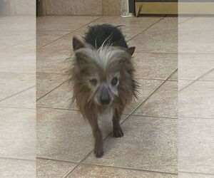 Mutt Dogs for adoption in Osgood, IN, USA