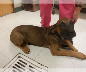 Boxer-Mastiff Mix Dogs for adoption in Oroville, CA, USA