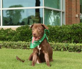 Labrador Retriever-Unknown Mix Dogs for adoption in Keller, TX, USA