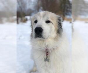 Great Pyrenees Dogs for adoption in Techny, IL, USA