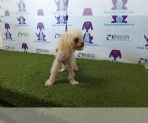 Poodle (Miniature) Dogs for adoption in Orlando, FL, USA