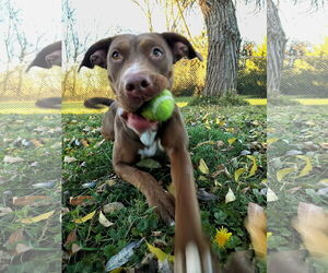 Labrador Retriever-Unknown Mix Dogs for adoption in Minneapolis, MN, USA
