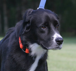 Border Collie Dogs for adoption in North Fort Myers, FL, USA