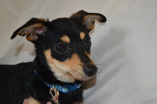 Chiweenie Dogs for adoption in Forest, VA, USA