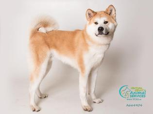 Akita Dogs for adoption in Camarillo, CA, USA