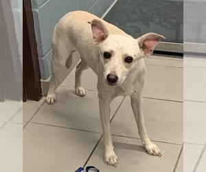 Unknown-Whippet Mix Dogs for adoption in Corpus Christi, TX, USA