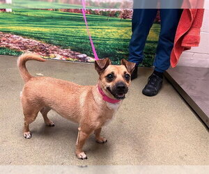 Chihuahua-Unknown Mix Dogs for adoption in Moreno Valley, CA, USA