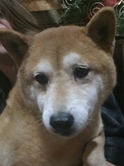 Shiba Inu Dogs for adoption in Minneapolis, MN, USA