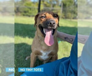 Black Mouth Cur Dogs for adoption in Fort Wayne, IN, USA