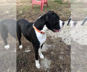 Boxer-Great Dane Mix Dogs for adoption in Sparta, IL, USA