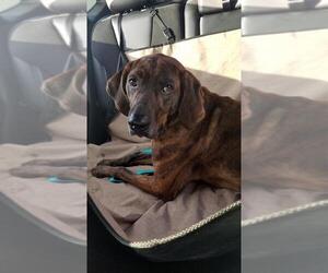 Plott Hound Dogs for adoption in Belleuve, NE, USA