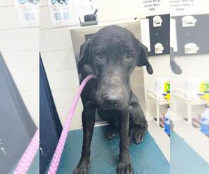 Labrador Retriever Dogs for adoption in Mobile, AL, USA