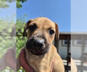 American Staffordshire Terrier-Unknown Mix Dogs for adoption in San Antonio, TX, USA