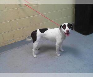 American Pit Bull Terrier-Unknown Mix Dogs for adoption in Tulsa, OK, USA