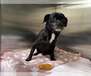 Chug Dogs for adoption in Tracy, CA, USA