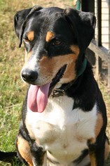 Bluetick Coonhound-Unknown Mix Dogs for adoption in Rowayton, CT, USA