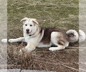 Huskies -Labrador Retriever Mix Dogs for adoption in Bristol, CT, USA