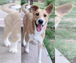 Collie-Labrador Retriever Mix Dogs for adoption in Peralta, NM, USA