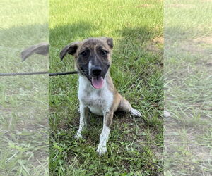 Bulldog-Unknown Mix Dogs for adoption in Tarrytown, GA, USA