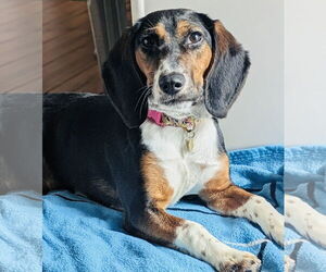 Beagle-Unknown Mix Dogs for adoption in Princeton, MN, USA