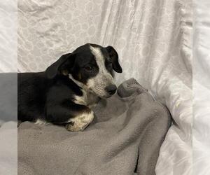 Beagle-Unknown Mix Dogs for adoption in Modesto, CA, USA