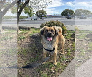 Puginese Dogs for adoption in Chico, CA, USA