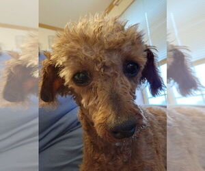 Mutt Dogs for adoption in Walnutport, PA, USA