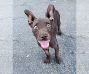 Australian Kelpie-Unknown Mix Dogs for adoption in Marina Del Rey, CA, USA